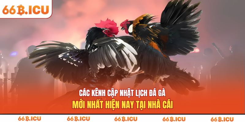 Các kênh cập nhật lịch đá gà mới nhất hiện nay tại nhà cái
