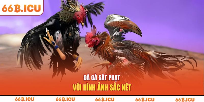 Đá gà sát phạt với hình ảnh sắc nét