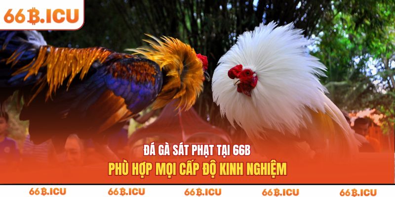 đá gà sát phạt