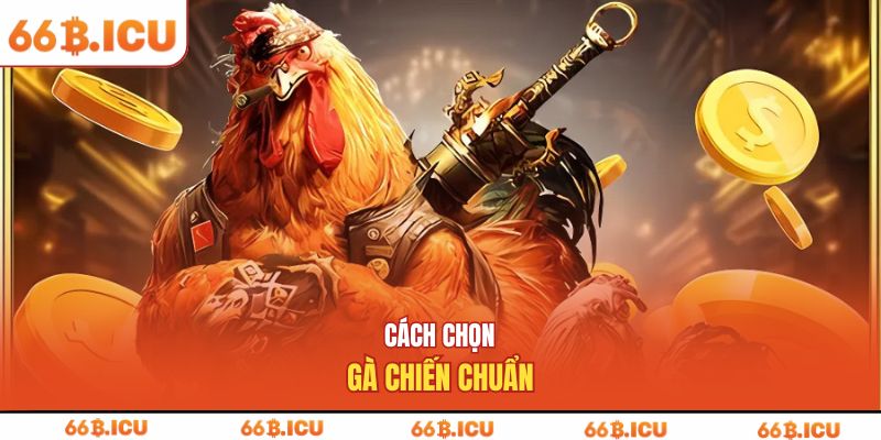 Cách chọn gà chiến chuẩn