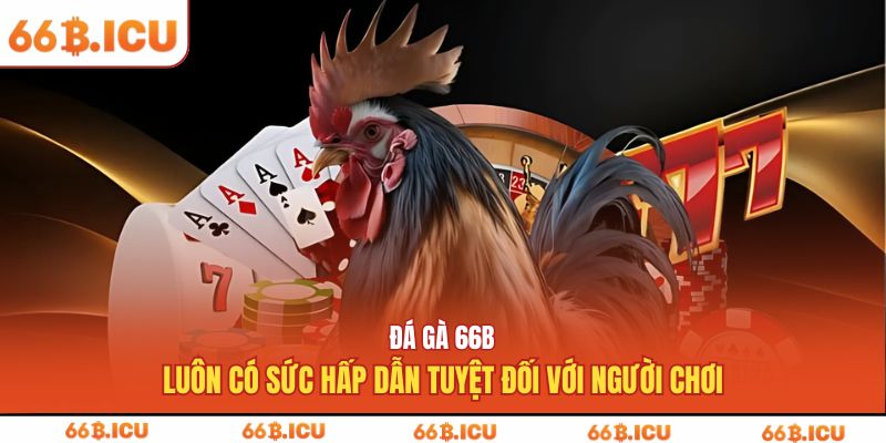 Đá gà 66B luôn có sức hấp dẫn tuyệt đối với người chơi